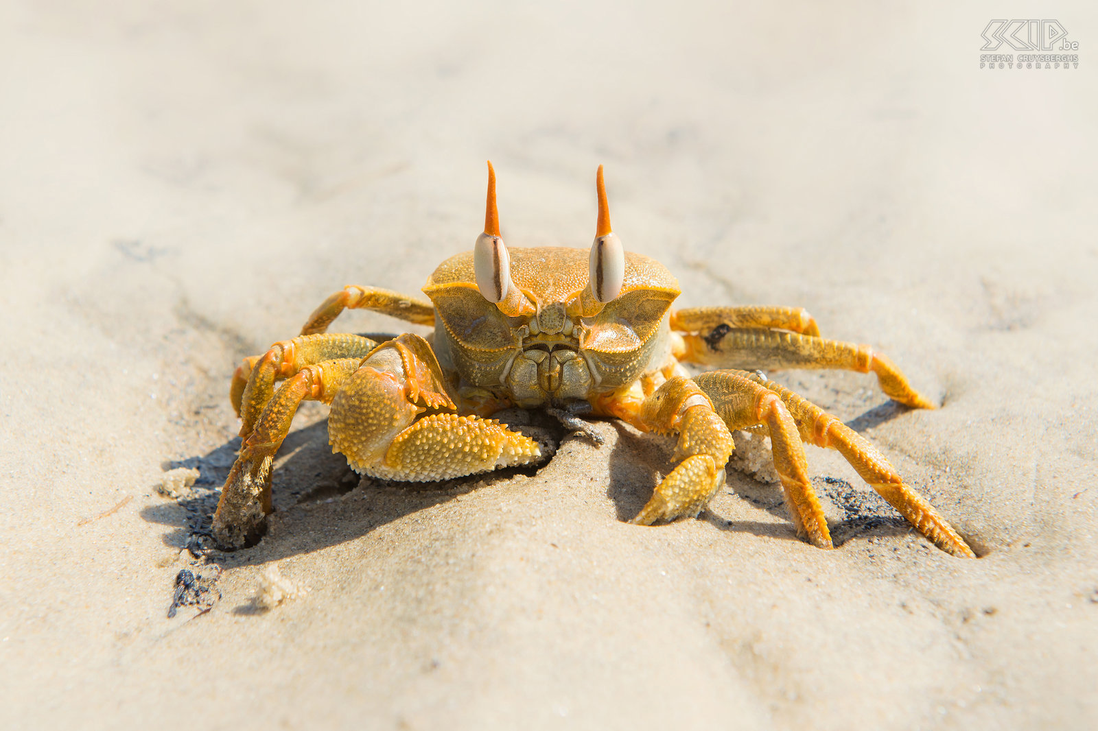 Morondava - Spookkrab Spookkrab (Horned ghost crab, Ocypode ceratophthalma) op het strand van Betania nabij Morondava. Stefan Cruysberghs